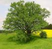 A healthy environment